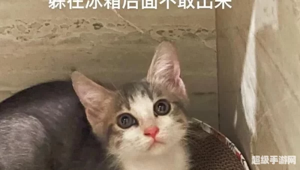 拯救小猫咪