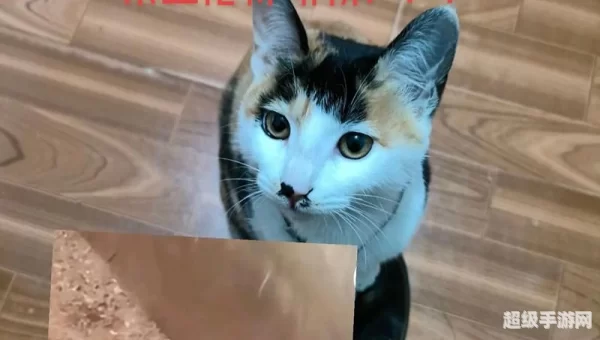 拯救小猫咪
