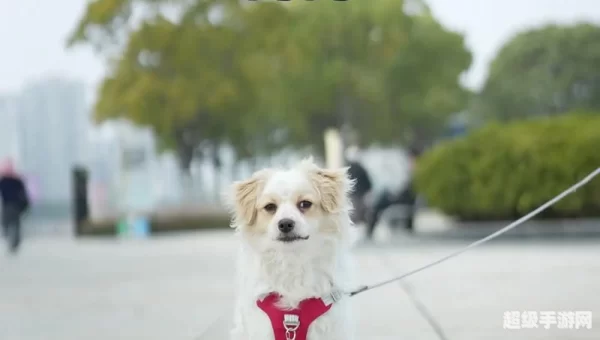 跳跳犬